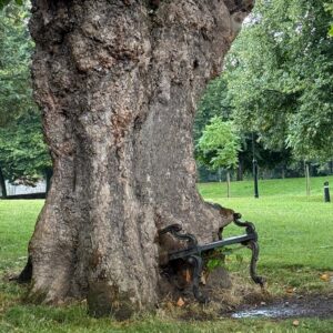 Hungry Tree, en King´s Inns de Dublín